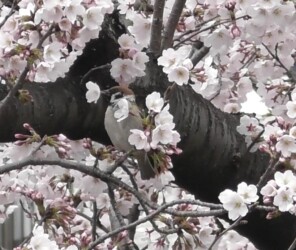 ソメイヨシノの花柄を咥えるスズメ
