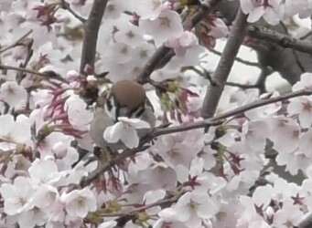 ソメイヨシノの花柄を咥えるスズメ