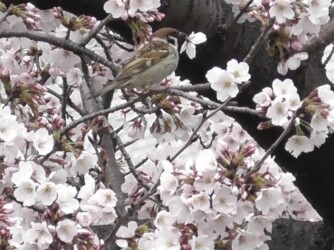 ソメイヨシノの花柄を咥えるスズメ