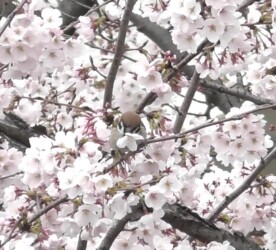 ソメイヨシノの花柄を咥えるスズメ