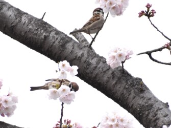 ソメイヨシノの花柄を啄むスズメ