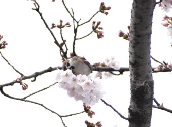 ソメイヨシノの花柄を啄むスズメ