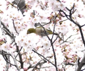 ソメイヨシノの蜜を吸うメジロ