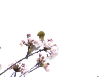 ソメイヨシノの蜜を吸うメジロ