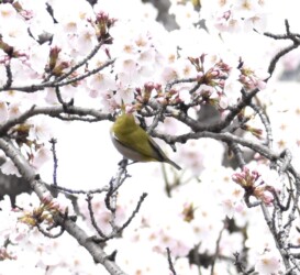 ソメイヨシノの蜜を吸うメジロ