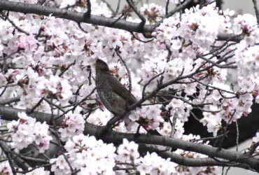 ソメイヨシノの蜜を吸うヒヨドリ