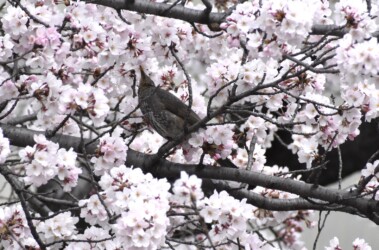 ソメイヨシノの蜜を吸うヒヨドリ