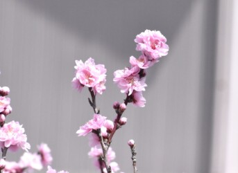 満開のハナモモ