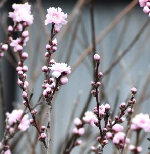 花の蕾がⅤ字に付くハナモモ