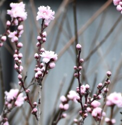 花の蕾がⅤ字に付くハナモモ