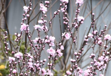花の蕾がⅤ字に付くハナモモ