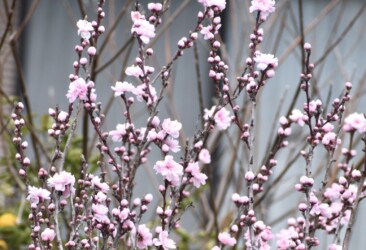 花の蕾がⅤ字に付くハナモモ