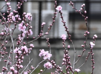 花の蕾がⅤ字に付くハナモモ