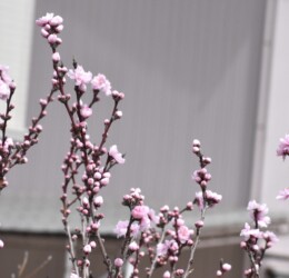 花の蕾がⅤ字に付くハナモモ