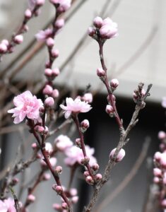 花の蕾がⅤ字に付くハナモモ