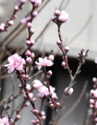 花の蕾がⅤ字に付くハナモモ