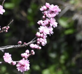 花の蕾がⅤ字に付くハナモモ