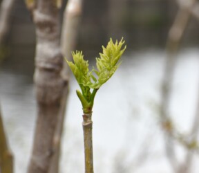 棘のないタラノキ(愛西市)