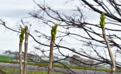 棘のないタラノキ(愛西市)