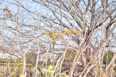 棘のないタラノキ(愛西市)