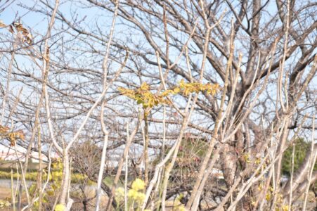 棘のないタラノキ(愛西市)