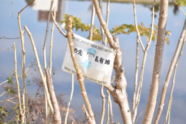 棘のないタラノキ(愛西市)