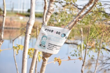 棘のないタラノキ(愛西市)