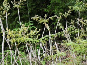 山の棘があるタラノキ