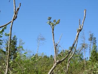 山の棘があるタラノキ