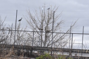 蟹江ICのアオサギのデコイ