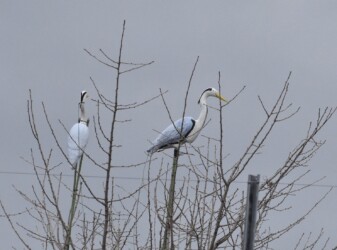 蟹江ICのアオサギのデコイ