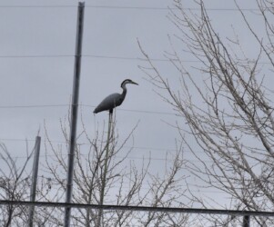 蟹江ICのアオサギのデコイ