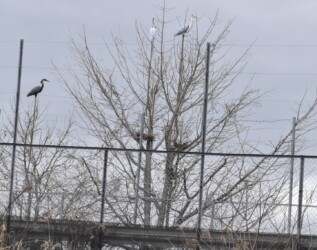 蟹江ICのアオサギのデコイ