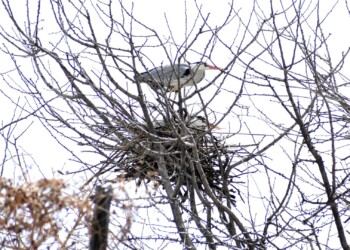 蟹江ICの営巣中のアオサギ