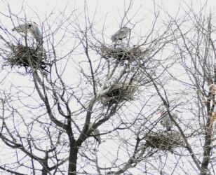 蟹江ICの営巣中のアオサギ