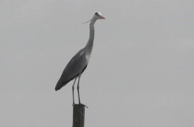 デコイと思ったアオサギ(飛島村三福)
