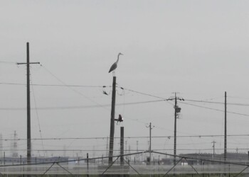 デコイと思ったアオサギ(飛島村三福)