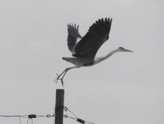デコイと思ったアオサギ(飛島村三福)