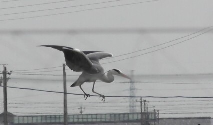 デコイと思ったアオサギ(飛島村三福)