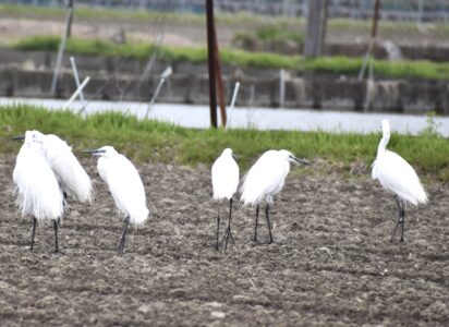 数日前に見かけた飾り羽のコサギの群れ