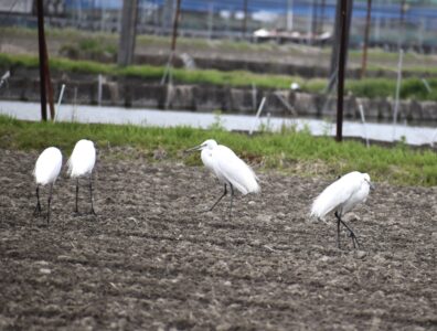 数日前に見かけた飾り羽のコサギの群れ