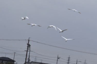 数日前に見かけた飾り羽のコサギの群れ