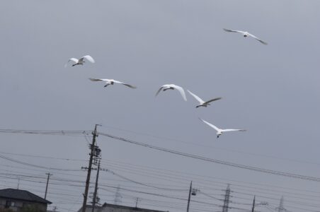 数日前に見かけた飾り羽のコサギの群れ