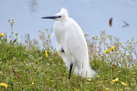 数年前の4月に見かけたコサギ