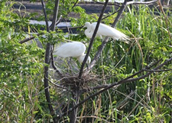 繁殖期のコサギの飾り羽