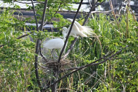 繁殖期のコサギの飾り羽