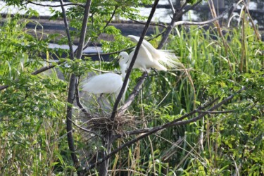 繁殖期のコサギの飾り羽