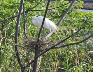 繁殖期のコサギの飾り羽