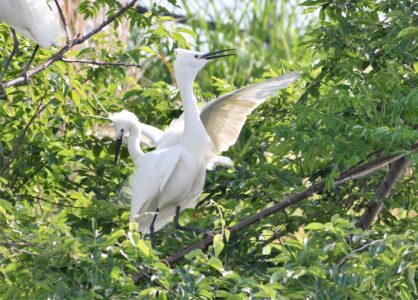 繁殖期のコサギの飾り羽