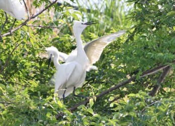 繁殖期のコサギの飾り羽